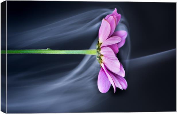  Chrysanthemum in the mist. Canvas Print by Bryn Morgan