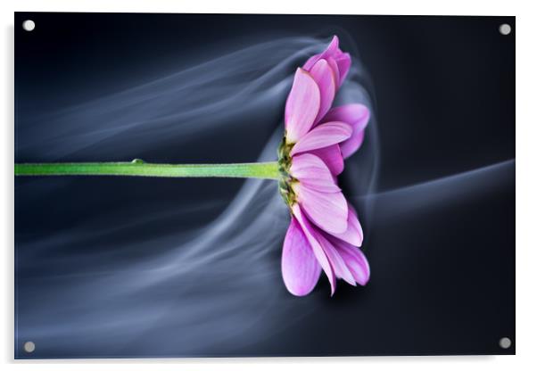 Chrysanthemum in the mist. Acrylic by Bryn Morgan