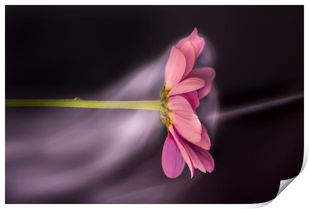  Chrysanthemum, amongst the mist. Print by Bryn Morgan