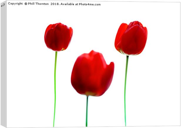 Three Red Tulips Canvas Print by Phill Thornton