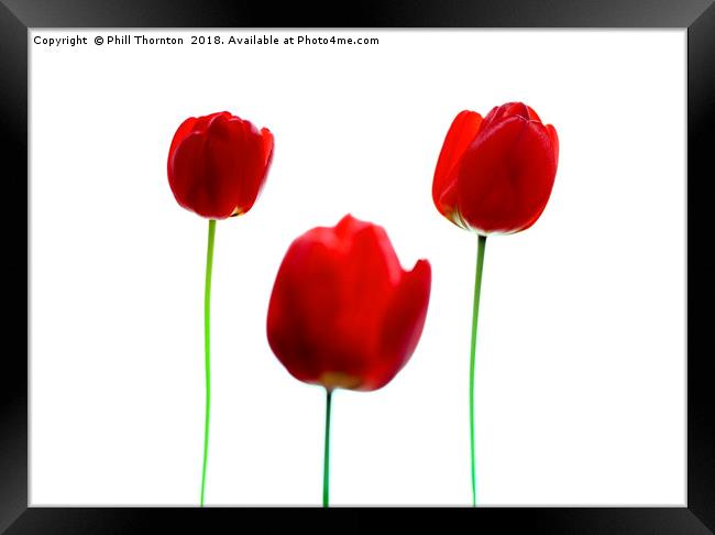 Three Red Tulips Framed Print by Phill Thornton