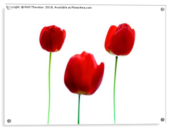 Three Red Tulips Acrylic by Phill Thornton