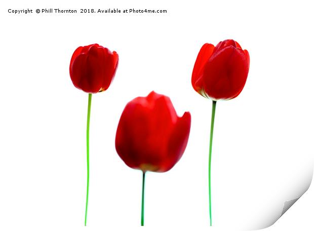 Three Red Tulips Print by Phill Thornton