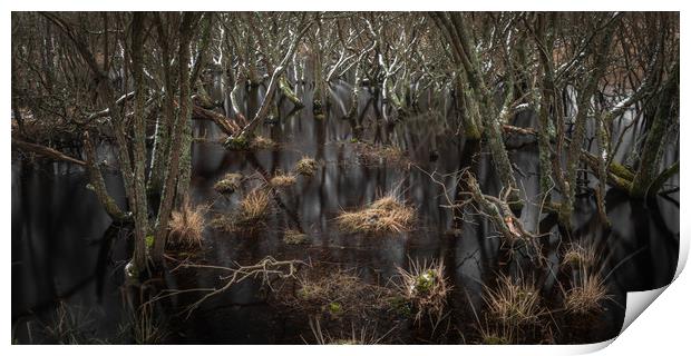 Trees In The Marsh Print by Kevin Browne