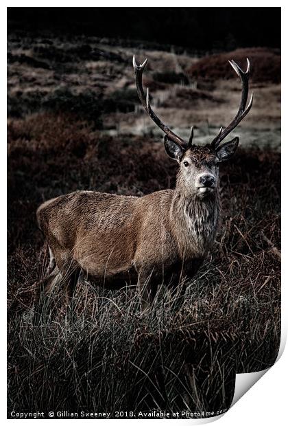 Stag Print by Gillian Sweeney
