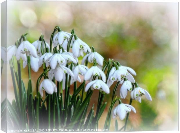 "Snowdrops in Snow" Canvas Print by ROS RIDLEY