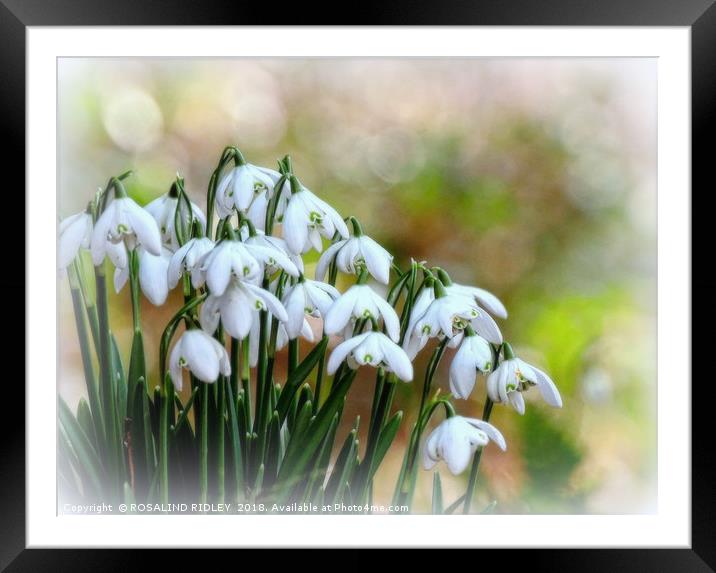 "Snowdrops in Snow" Framed Mounted Print by ROS RIDLEY