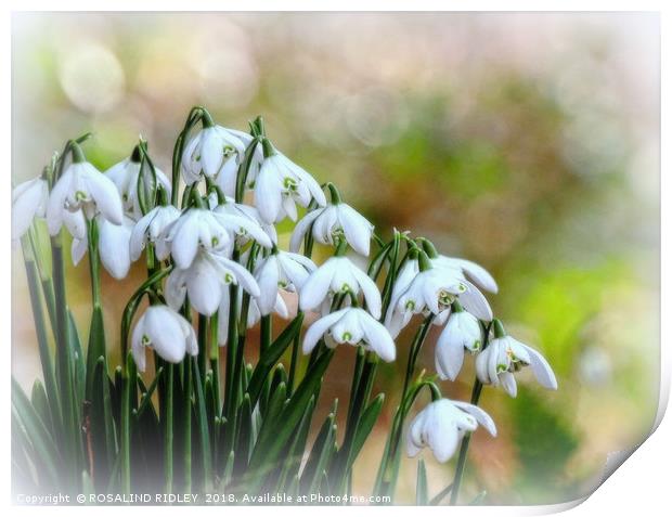 "Snowdrops in Snow" Print by ROS RIDLEY