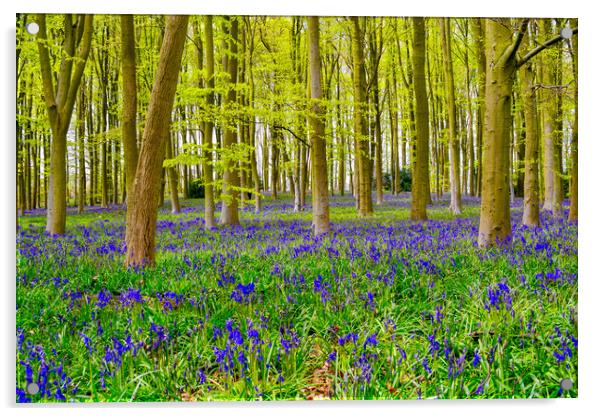 Bluebell Wood Acrylic by Scott Paul
