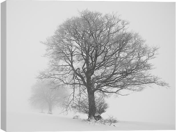 Misty trees Canvas Print by Pete Hemington
