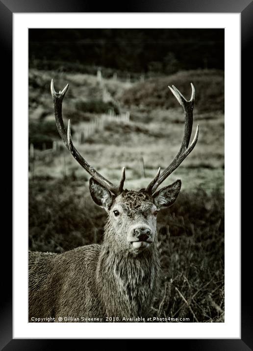 Stag Framed Mounted Print by Gillian Sweeney
