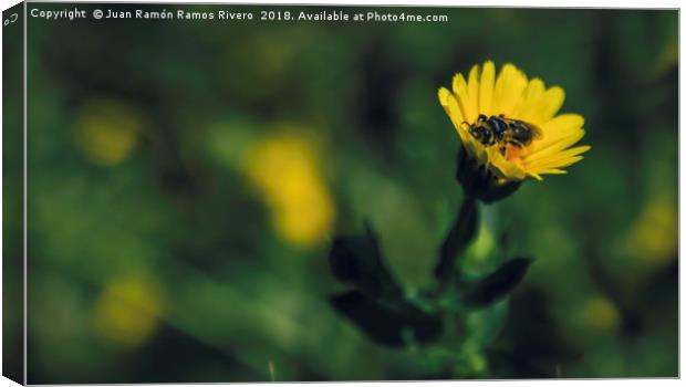 Bee full of pollen on the flower Canvas Print by Juan Ramón Ramos Rivero