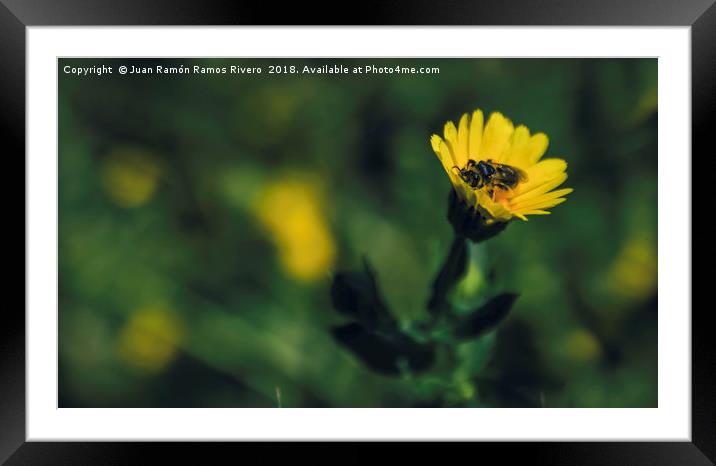 Bee full of pollen on the flower Framed Mounted Print by Juan Ramón Ramos Rivero