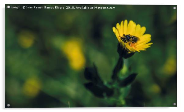 Bee full of pollen on the flower Acrylic by Juan Ramón Ramos Rivero