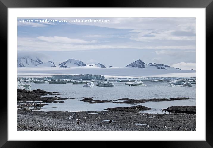 Gentoo penguins at Brown Bluff, Antarctica Framed Mounted Print by Hazel Wright