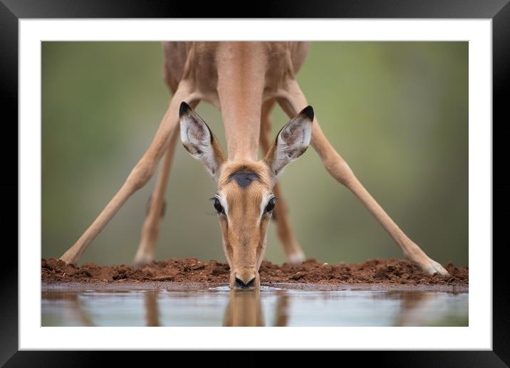 Impala yoga Framed Mounted Print by Villiers Steyn