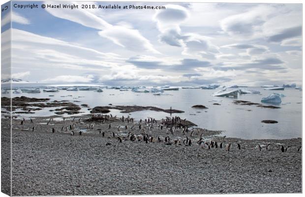 Majestic Gentoo Penguins on Brown Bluff Canvas Print by Hazel Wright