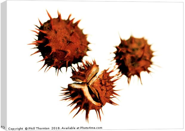 Three Conkers Canvas Print by Phill Thornton