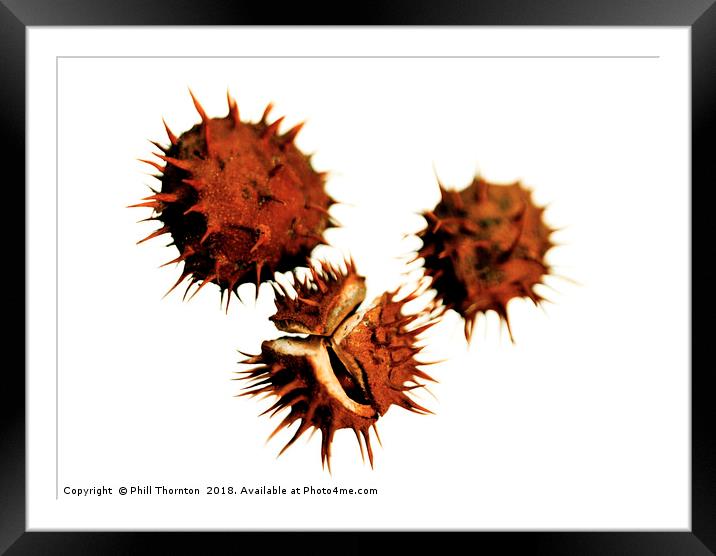 Three Conkers Framed Mounted Print by Phill Thornton