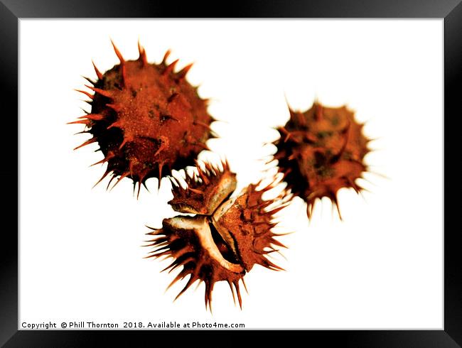 Three Conkers Framed Print by Phill Thornton