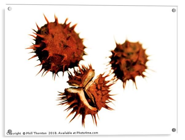 Three Conkers Acrylic by Phill Thornton