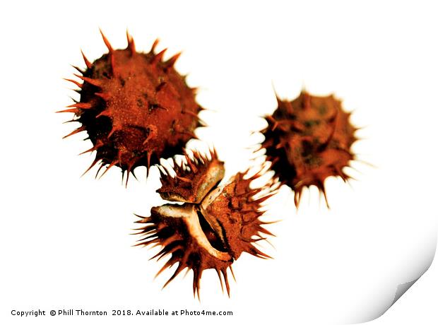 Three Conkers Print by Phill Thornton