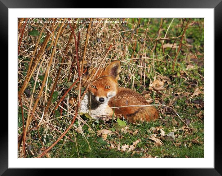 Resting fox in the garden. Framed Mounted Print by Elizabeth Debenham
