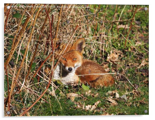Resting fox in the garden. Acrylic by Elizabeth Debenham