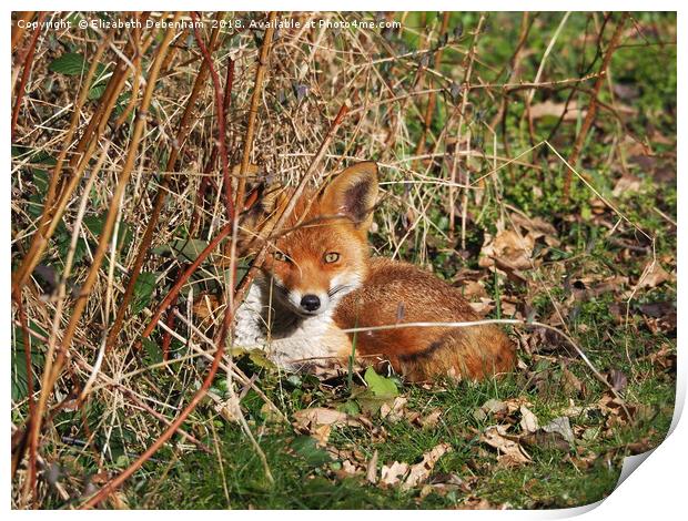 Resting fox in the garden. Print by Elizabeth Debenham
