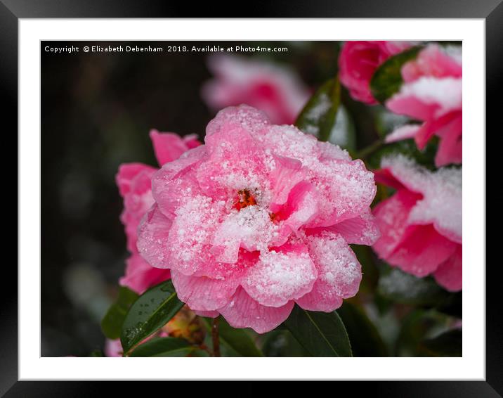Pink Camellia, &amp;quot;Donation&amp;quot;,  deco Framed Mounted Print by Elizabeth Debenham