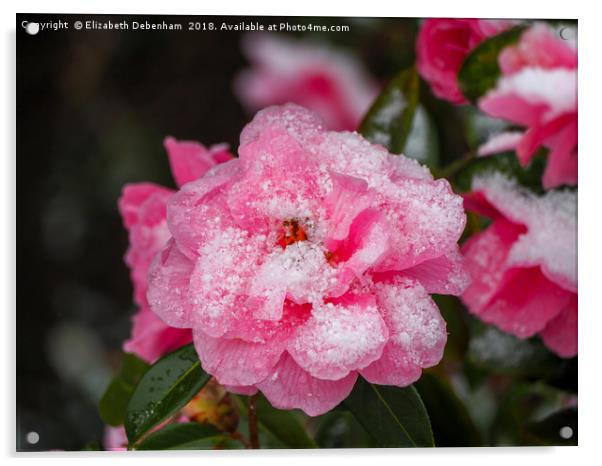 Pink Camellia, &amp;quot;Donation&amp;quot;,  deco Acrylic by Elizabeth Debenham