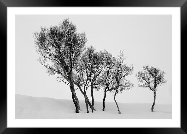 Winter Trees in a Field of Snow Framed Mounted Print by Derek Beattie