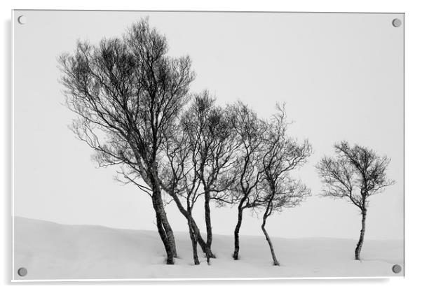 Winter Trees in a Field of Snow Acrylic by Derek Beattie