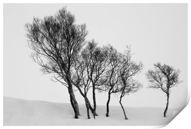 Winter Trees in a Field of Snow Print by Derek Beattie