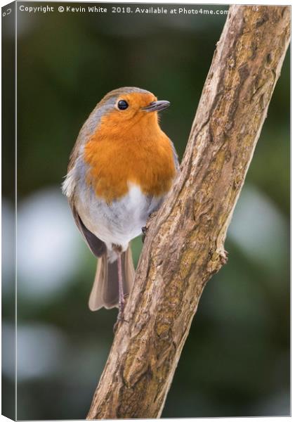 Robin Redbreast Canvas Print by Kevin White