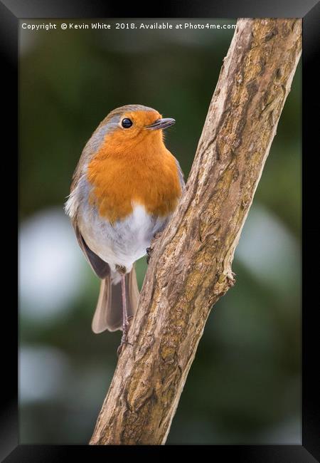 Robin Redbreast Framed Print by Kevin White