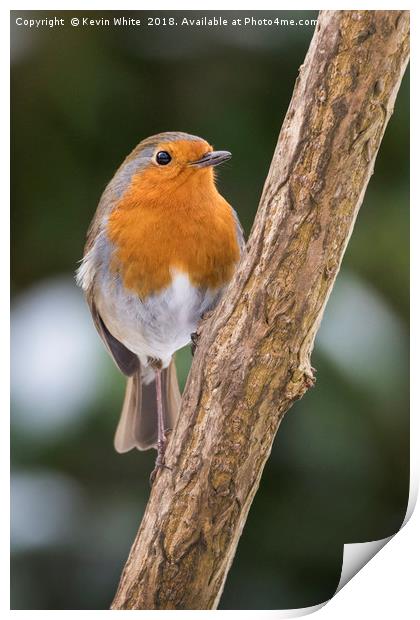 Robin Redbreast Print by Kevin White