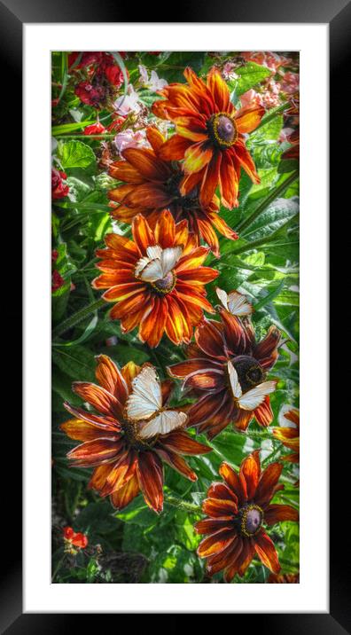 flowers and butterflies Framed Mounted Print by sue davies