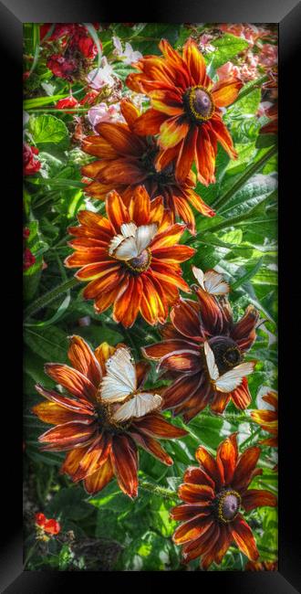 flowers and butterflies Framed Print by sue davies