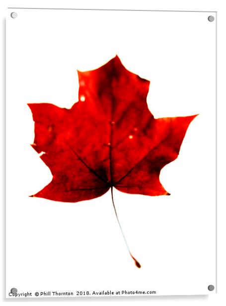 Maple Leaf on White. Acrylic by Phill Thornton