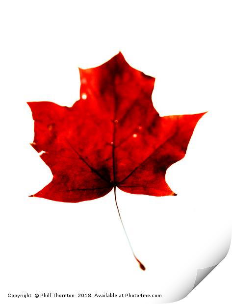 Maple Leaf on White. Print by Phill Thornton