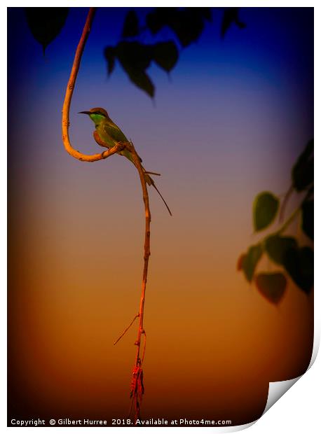 The Vibrant Indian Bee-Eater Portrait Print by Gilbert Hurree