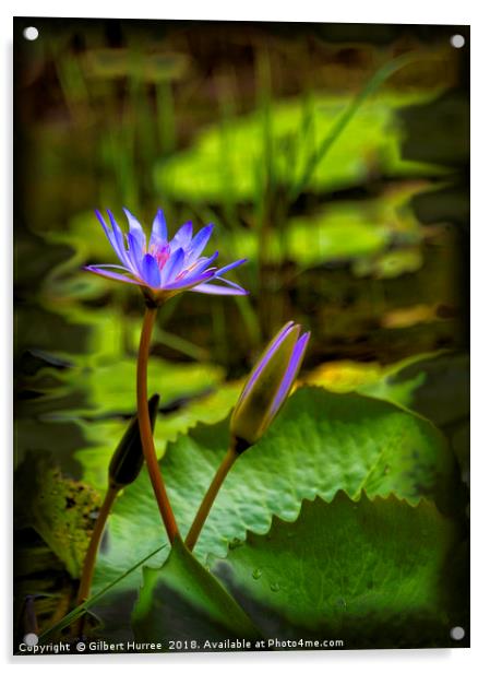 Enchanting Aquatic Blooms Acrylic by Gilbert Hurree