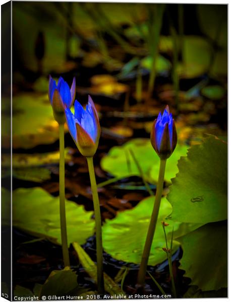 Radiant Water Lilies: India's Aquatic Jewels Canvas Print by Gilbert Hurree