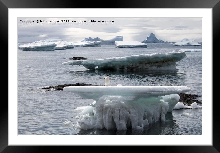 Majestic Adelie on Ice Framed Mounted Print by Hazel Wright