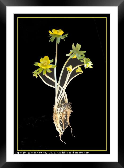Winter Aconites Framed Mounted Print by Robert Murray
