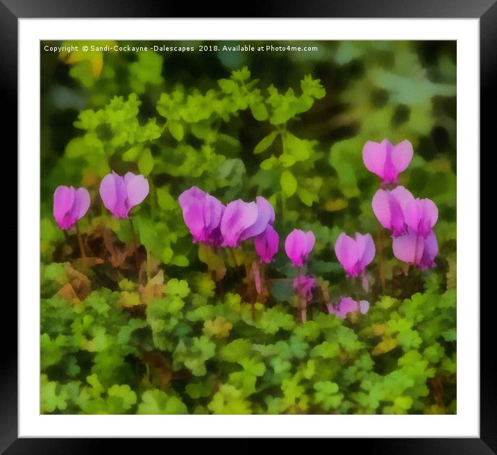 Cyclamen Paintinf Framed Mounted Print by Sandi-Cockayne ADPS