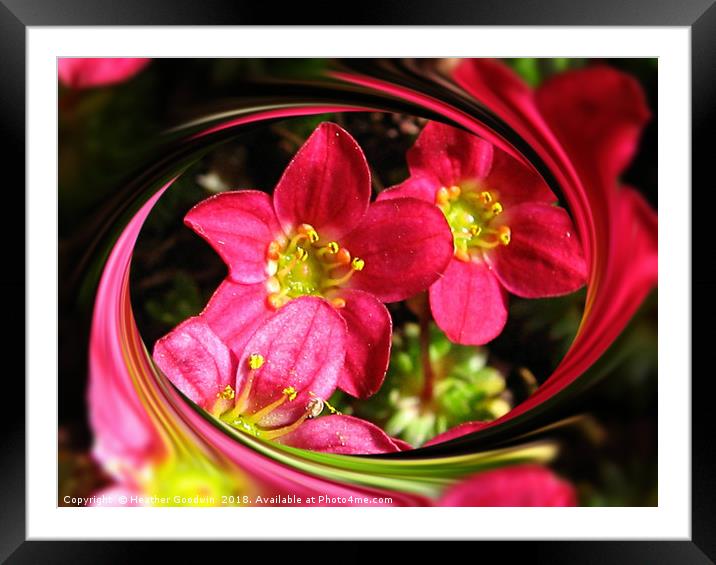 Pink Ladies Framed Mounted Print by Heather Goodwin