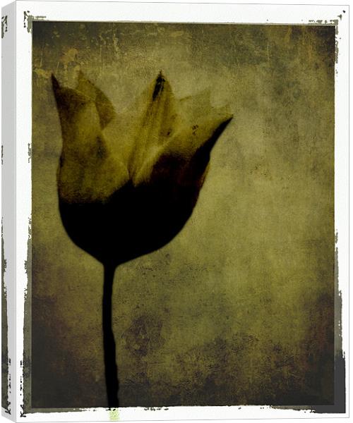 Black Tulip Canvas Print by K. Appleseed.