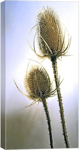 Teazle Two Canvas Print by Alan Pickersgill